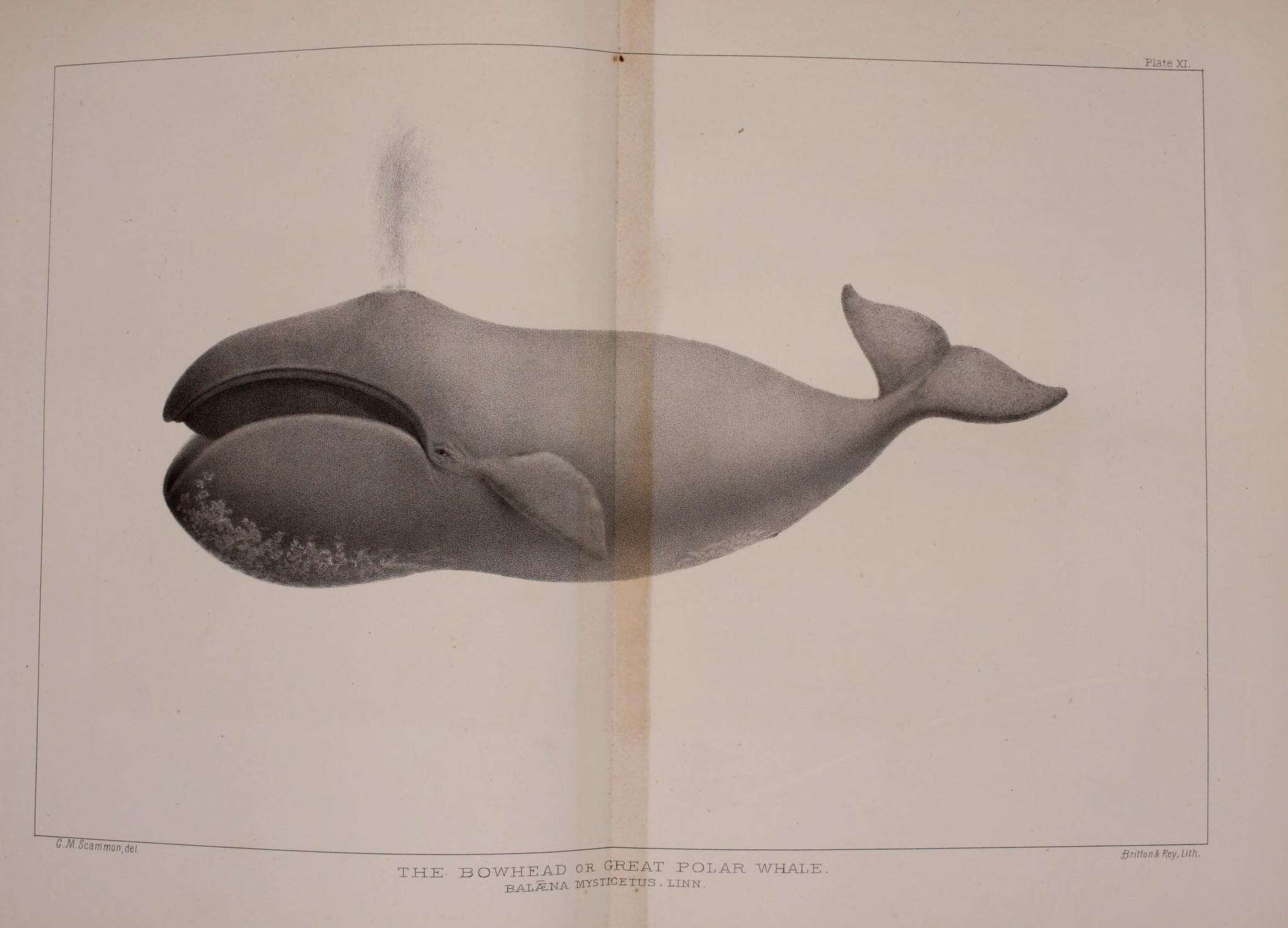 Image of Balaena Linnaeus 1758