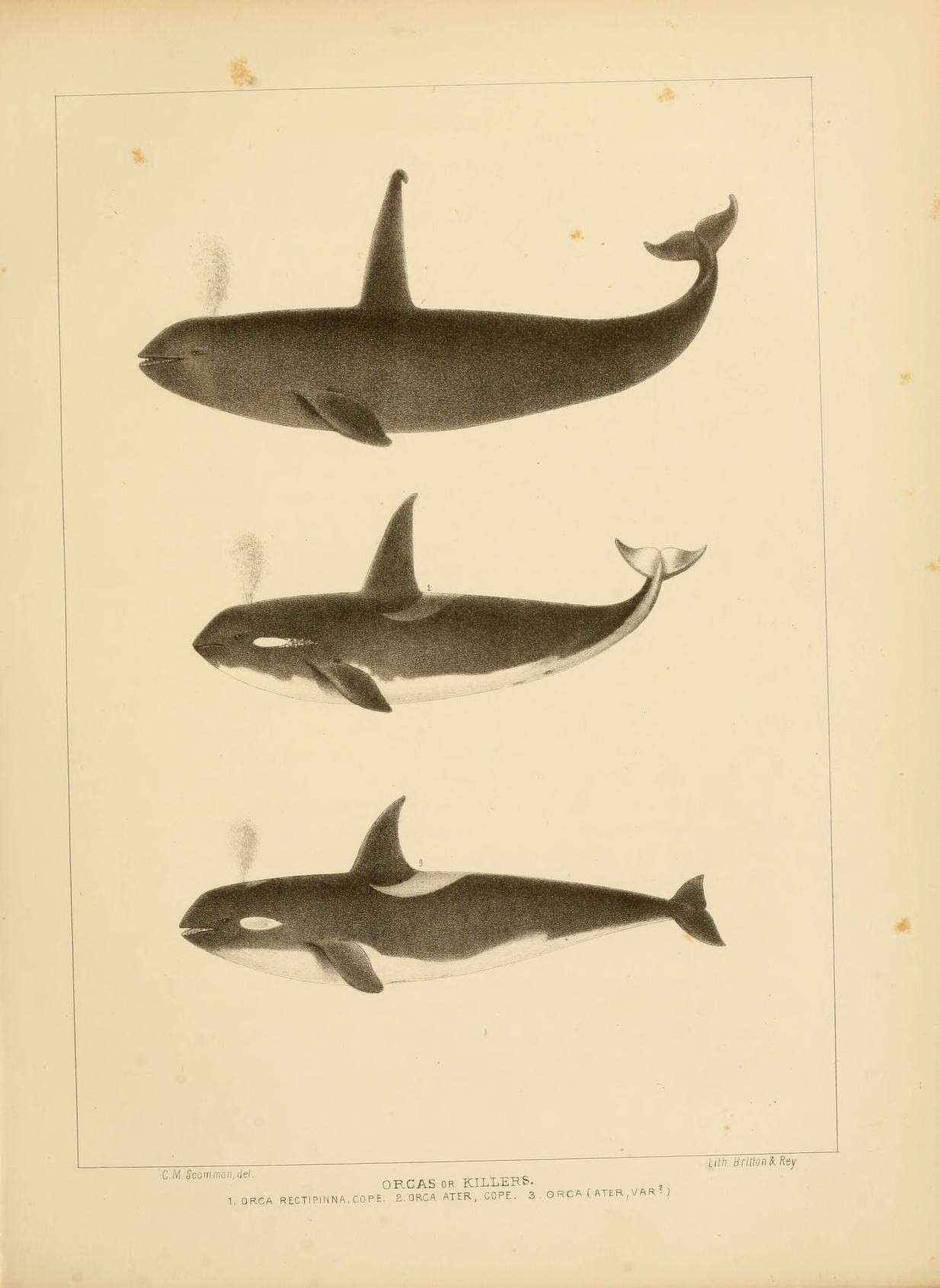 Image de Orcinus Fitzinger 1860