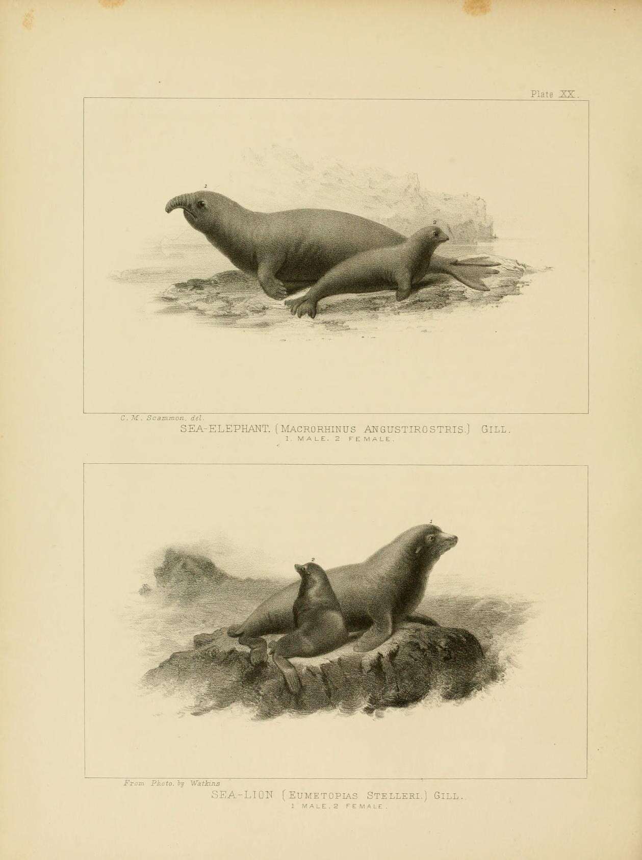 Image of elephant seal