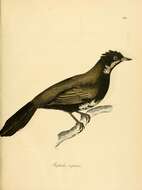 Image of Eastern Whipbird