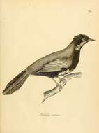 Image of Eastern Whipbird