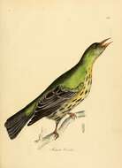 Image of Olive-backed Oriole