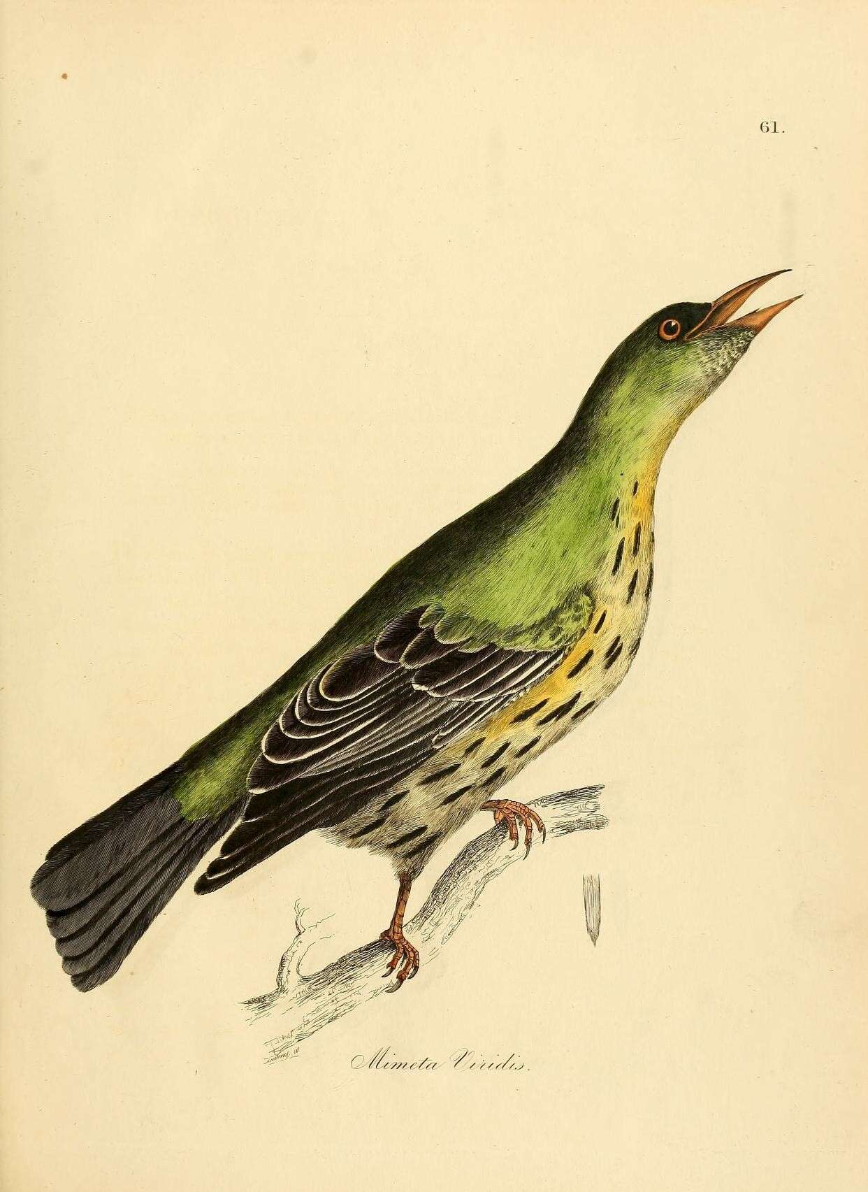 Image of Olive-backed Oriole