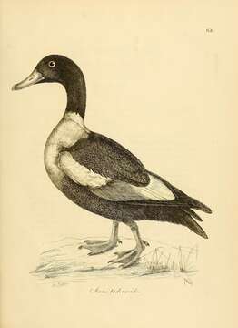 Image of Australian Shelduck