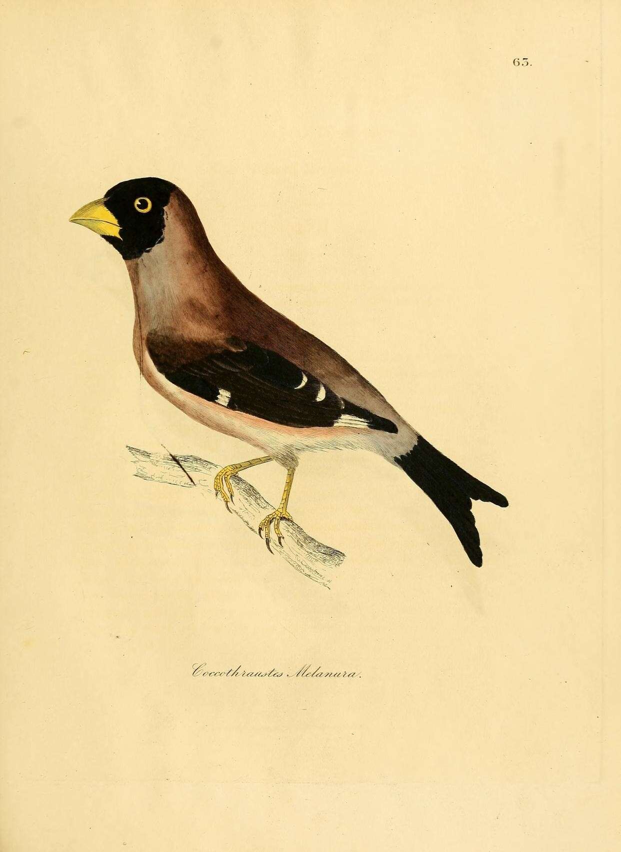 Image of Eophona Gould 1851