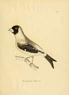 Image of Eophona Gould 1851