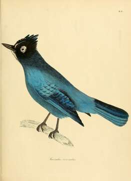 Image of Steller's Jay