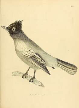 Image of Steller's Jay