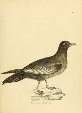 Image of Bulweria Bonaparte 1843