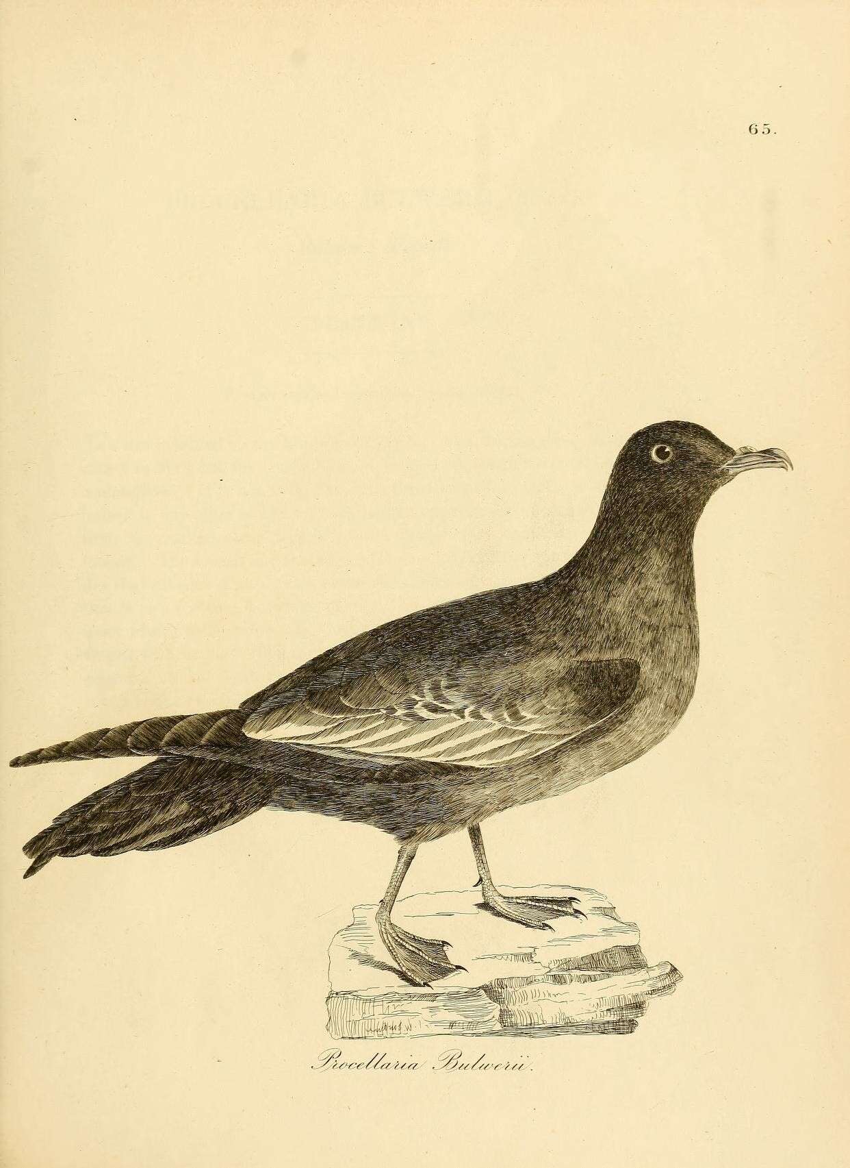 Image of Bulweria Bonaparte 1843