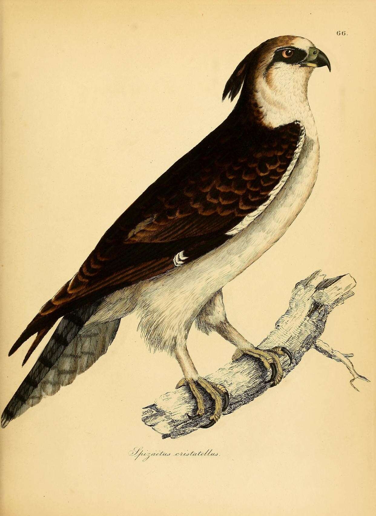 Image of Changeable Hawk Eagle