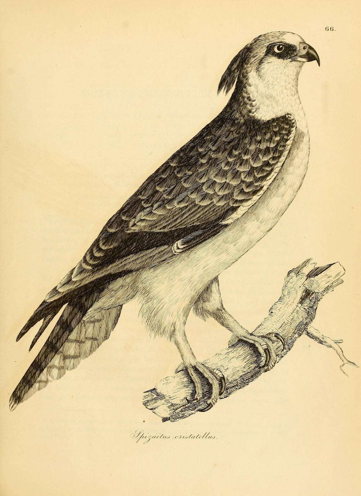 Image of Changeable Hawk Eagle