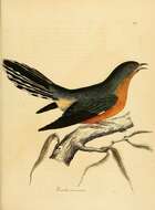 Image of Barred long-tailed cuckoo