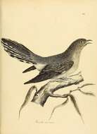 Image of Barred long-tailed cuckoo