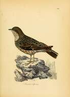 Image of Alpine Accentor