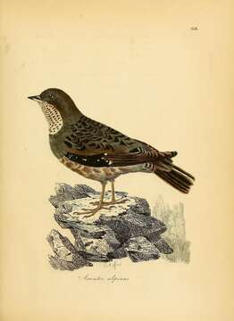 Image of Alpine Accentor