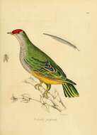 Image of Eastern Superb Fruit-dove