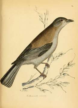 Image of Grey Shrike-thrush