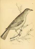 Image of Grey Shrike-thrush