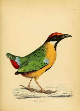 Image of Noisy Pitta