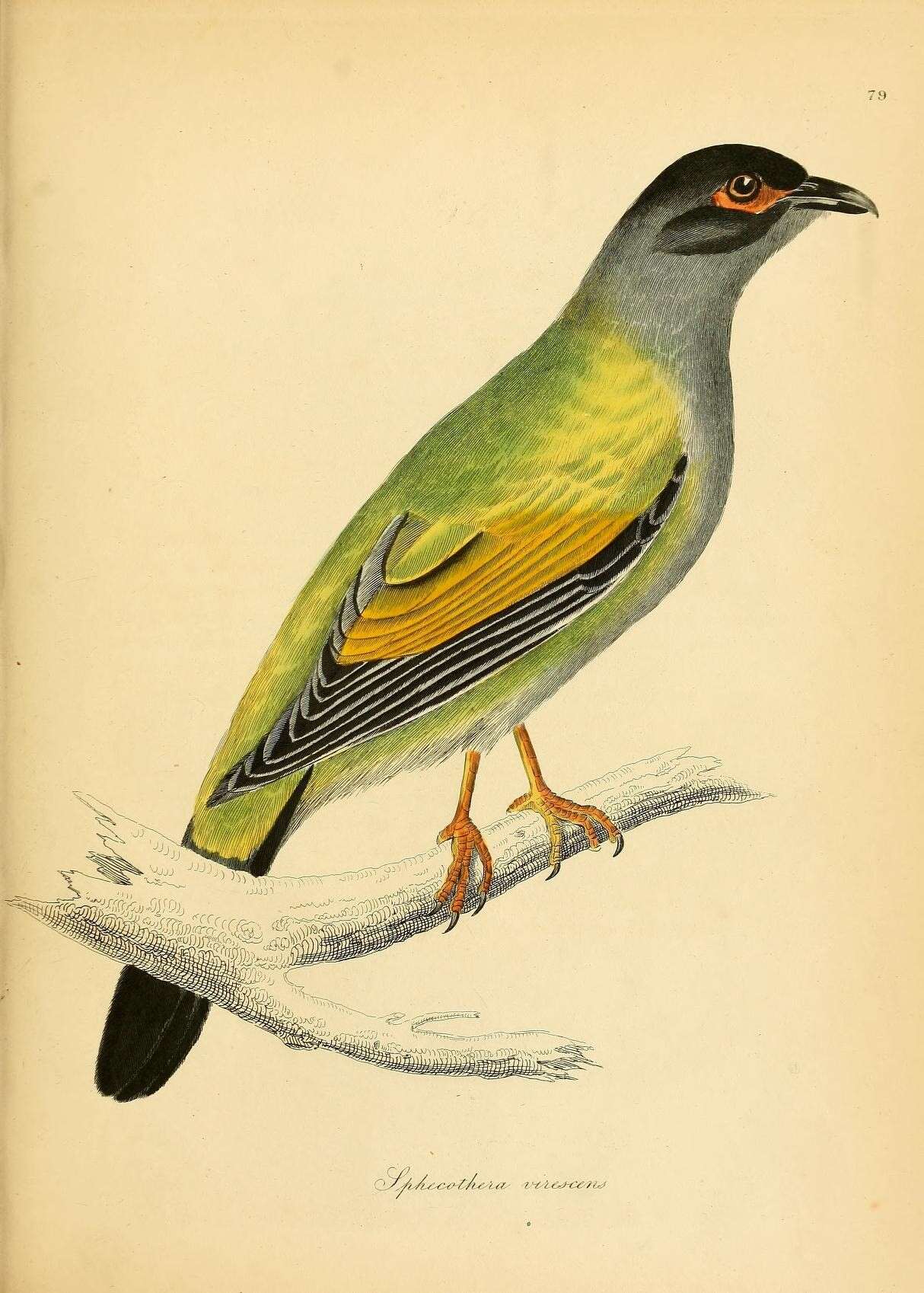 Image of Green Figbird