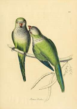 Image of Myiopsitta Bonaparte 1854