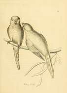 صورة Myiopsitta Bonaparte 1854