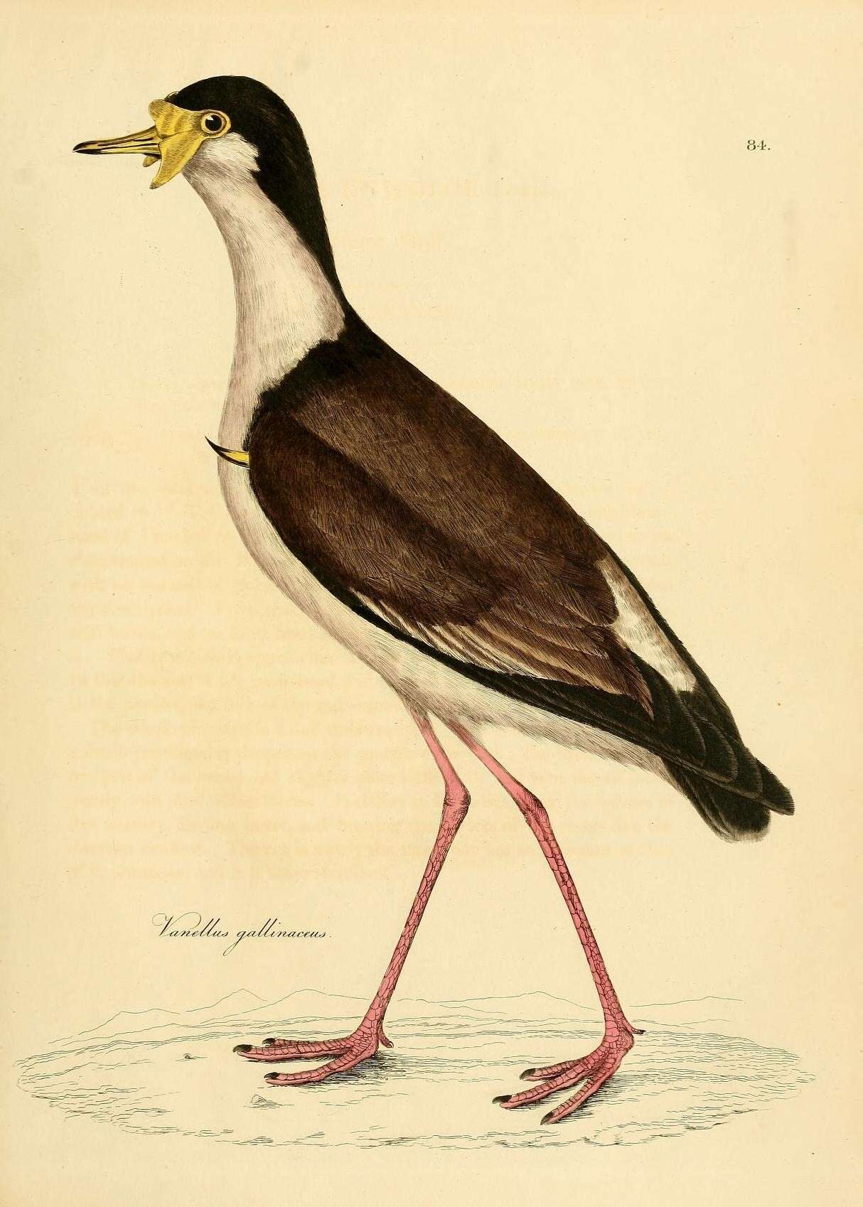 Imagem de Vanellus malabaricus (Boddaert 1783)