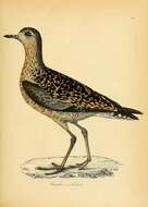 Image of American Golden Plover