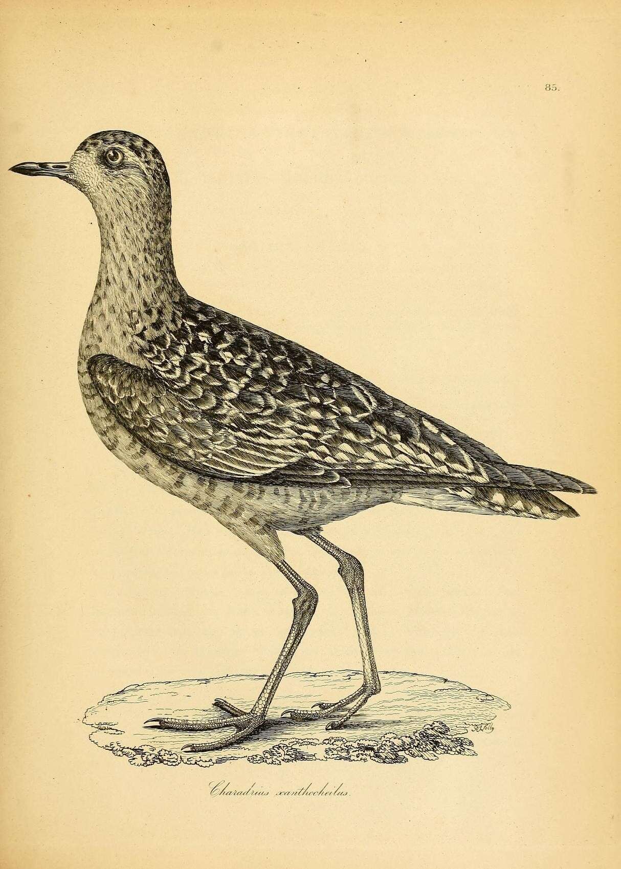 Image of American Golden Plover