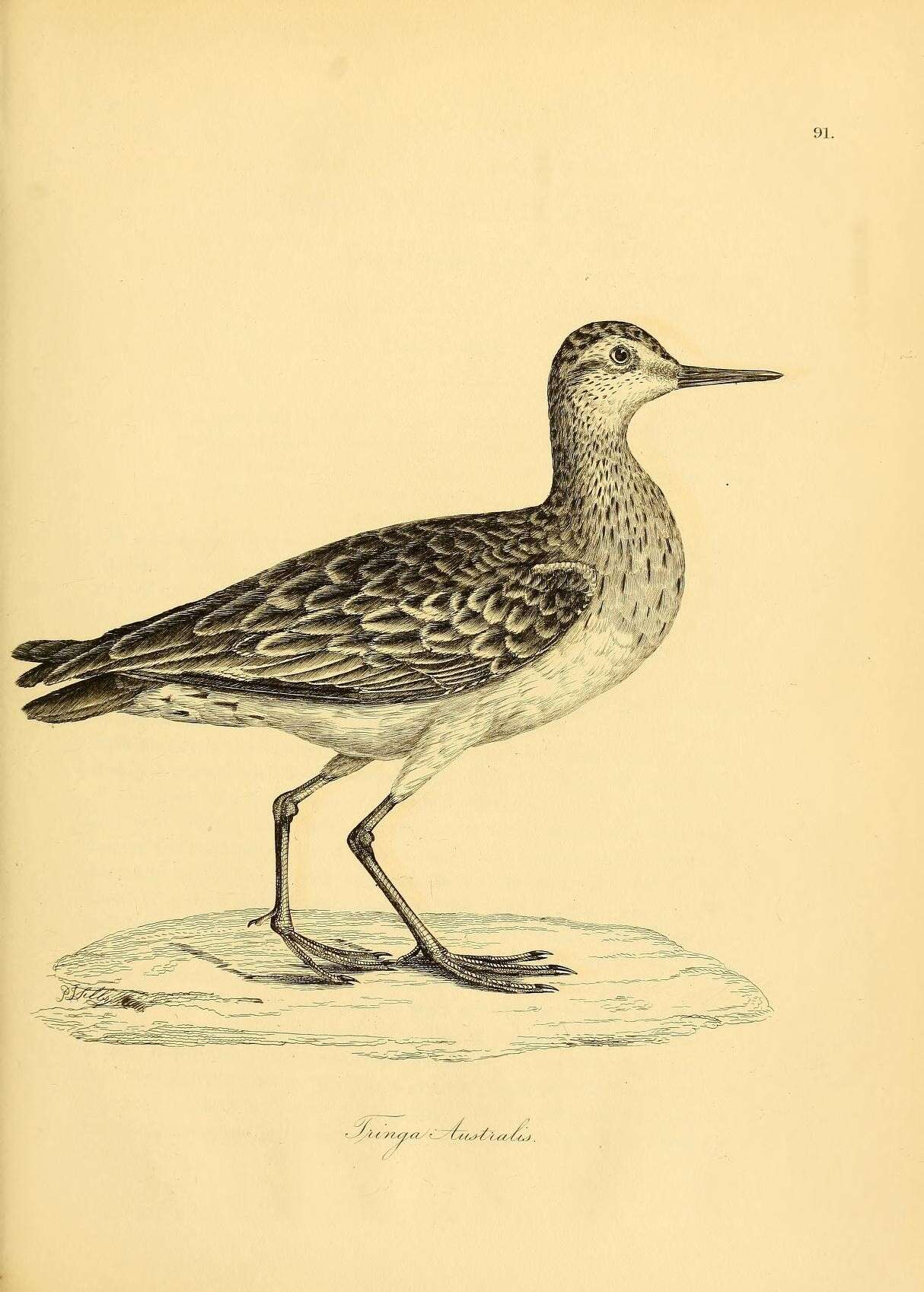 Image of Great Knot