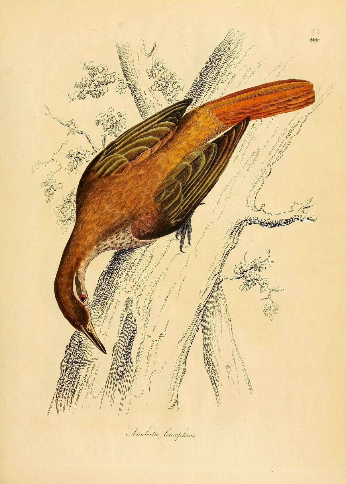 Image of Cichlocolaptes Reichenbach 1853