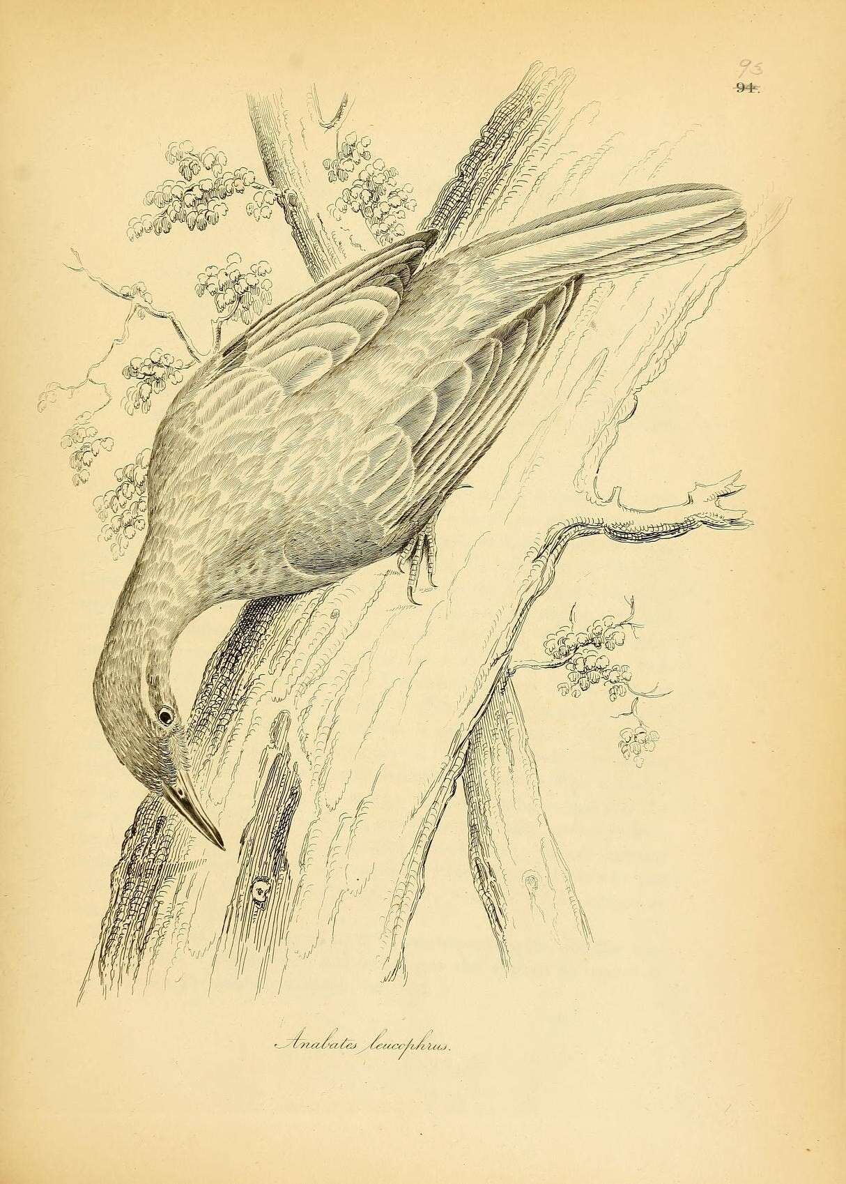 Image of Cichlocolaptes Reichenbach 1853