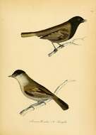 Image of Blackcap