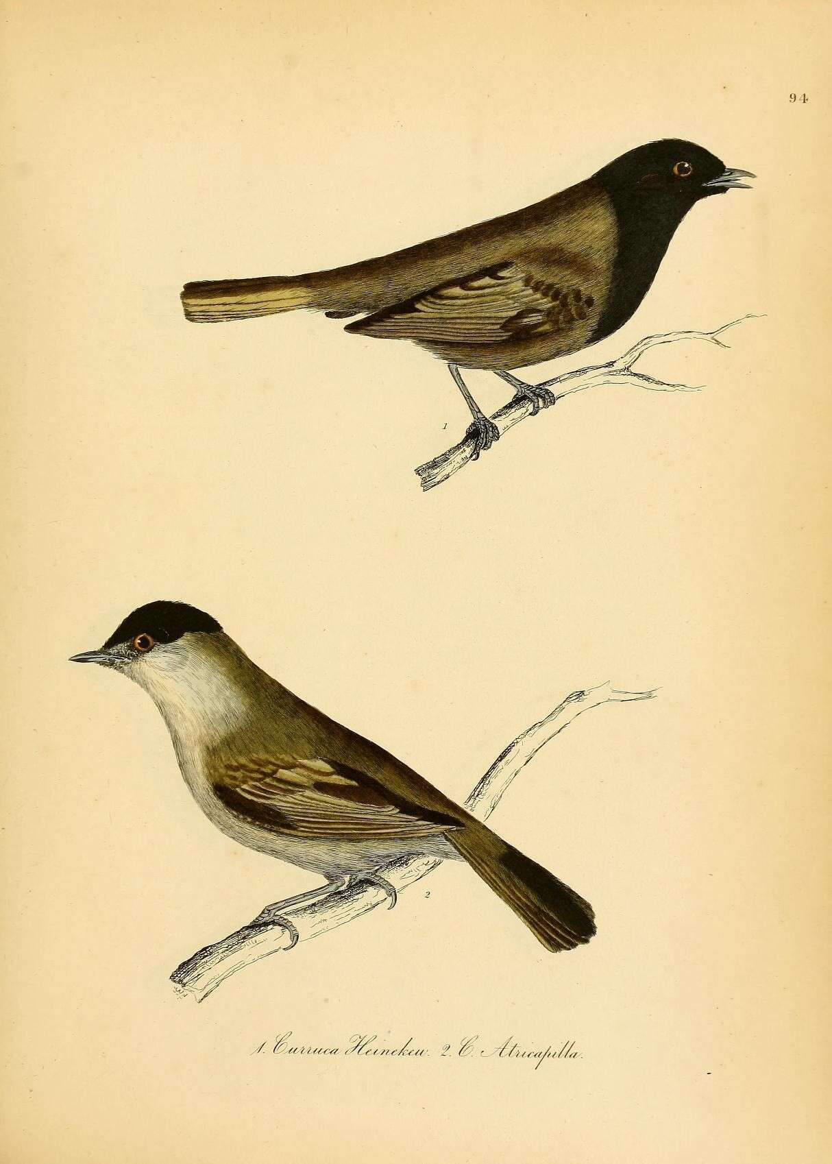 Imagem de Sylvia atricapilla (Linnaeus 1758)