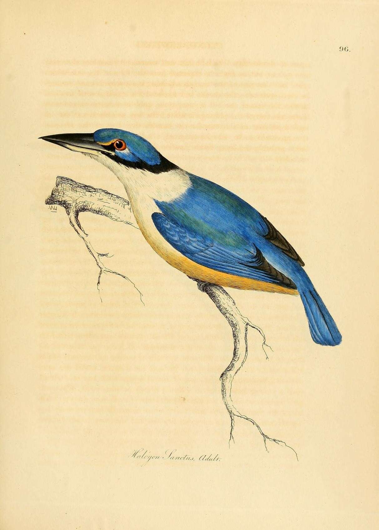 Image of Sacred Kingfisher