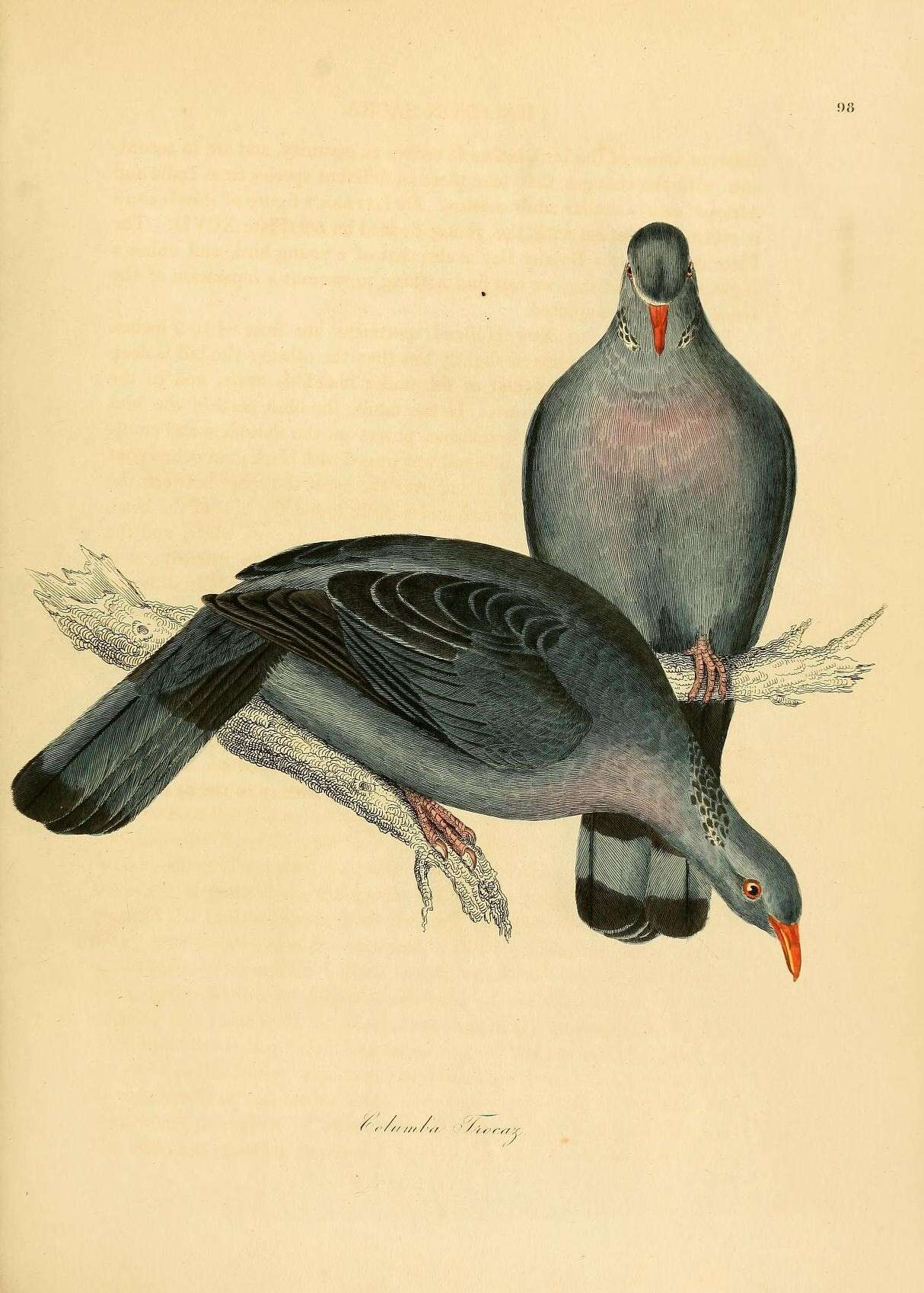 Image of Long-toed Pigeon