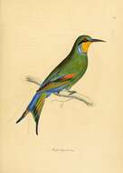 Image of Swallow-tailed Bee-eater