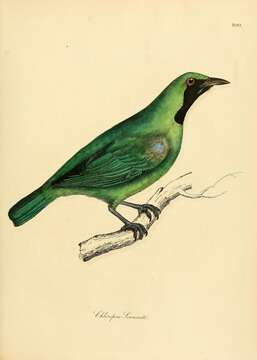 Image of Greater Green Leafbird