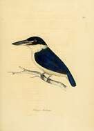 Image of Forest Kingfisher