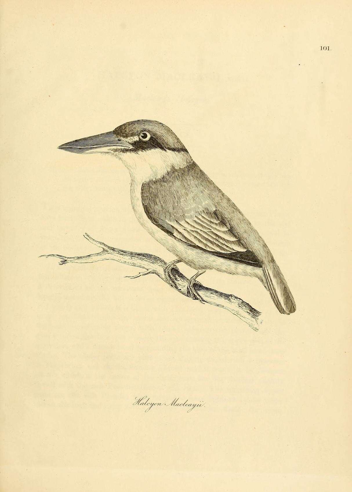 Image of Forest Kingfisher