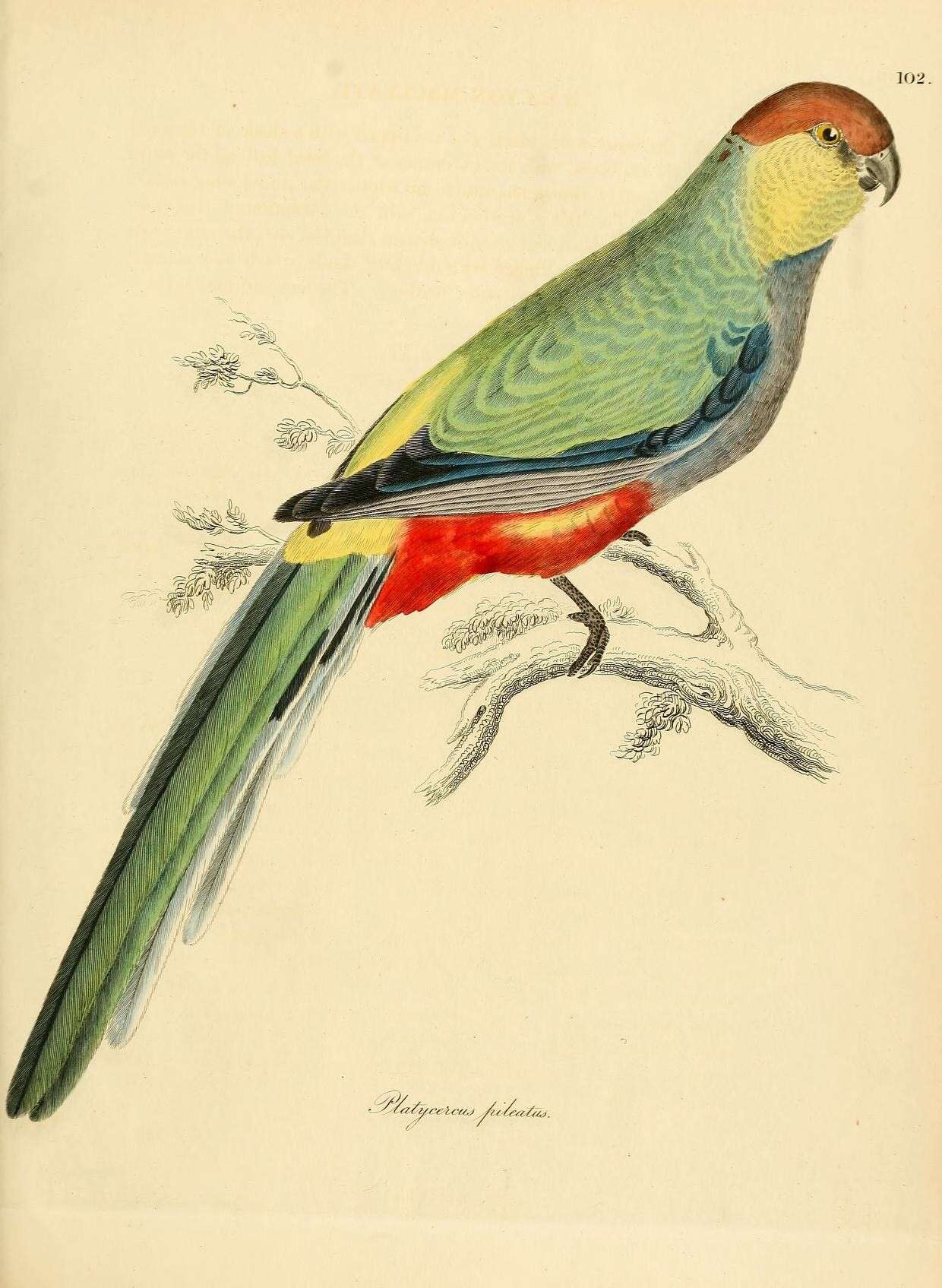 Image of Purpureicephalus Bonaparte 1854