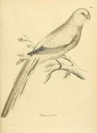 Image of Purpureicephalus Bonaparte 1854