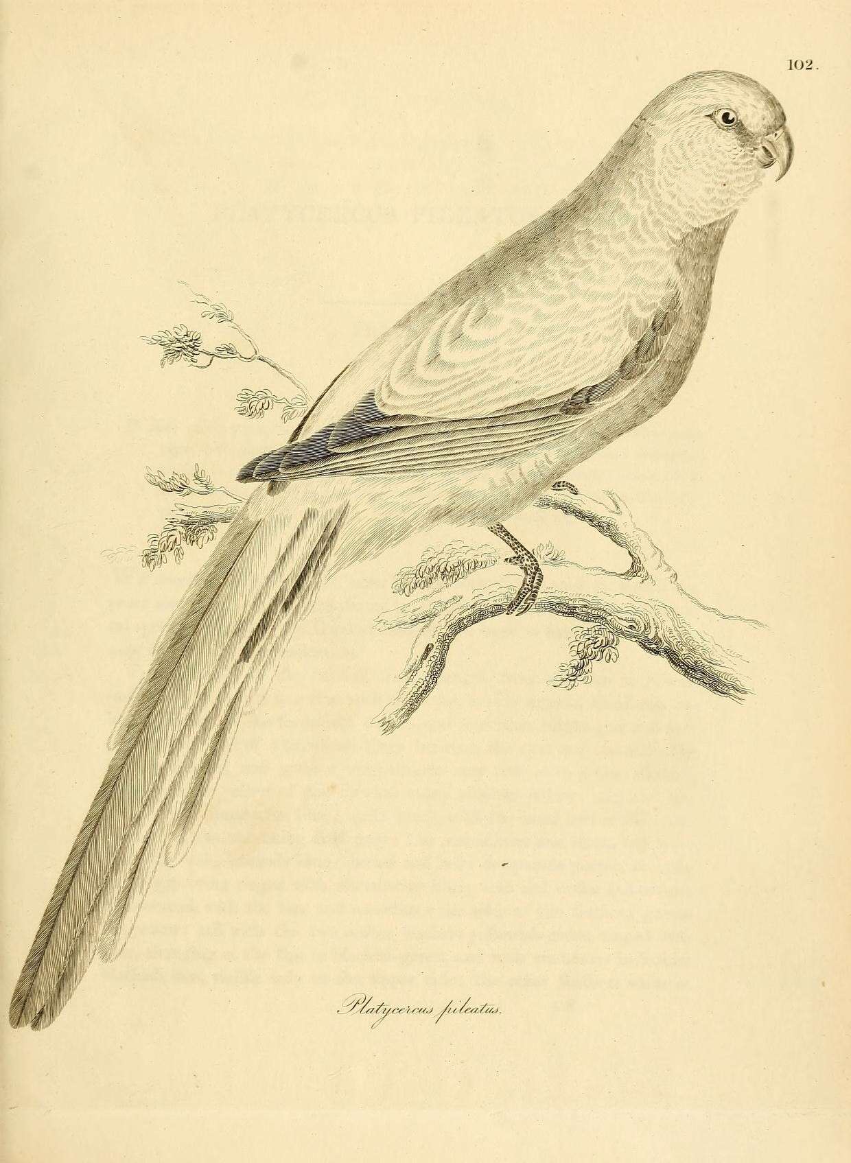 Image of Purpureicephalus Bonaparte 1854