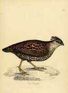 Image of Elegant Quail