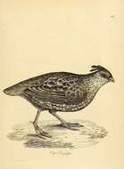 Image of Elegant Quail