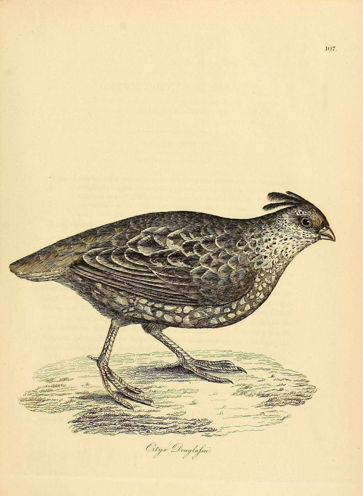 Image of Elegant Quail