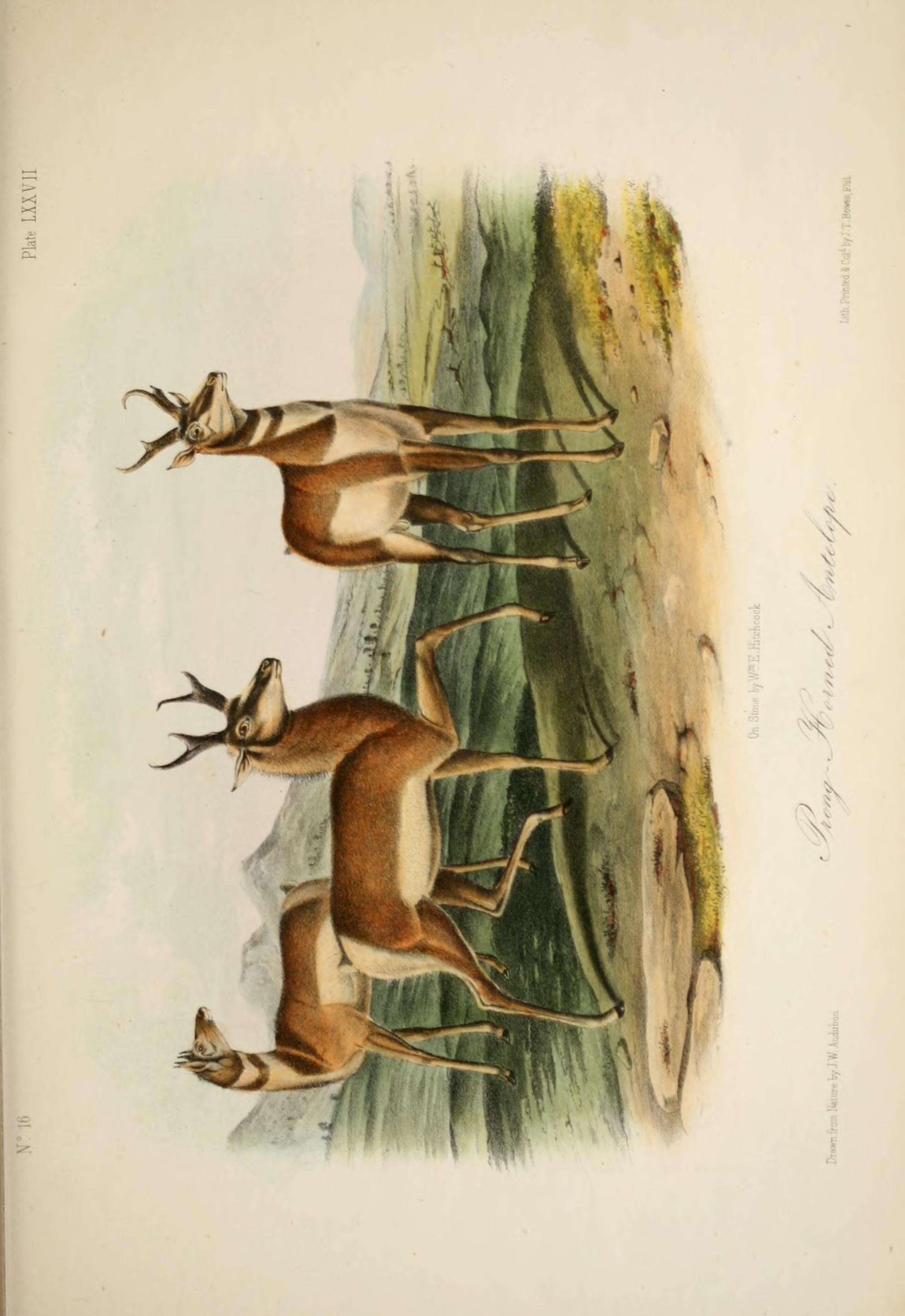 Image of Antilocapra Ord 1818