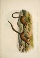 Image de Notocitellus annulatus (Audubon & Bachman 1842)