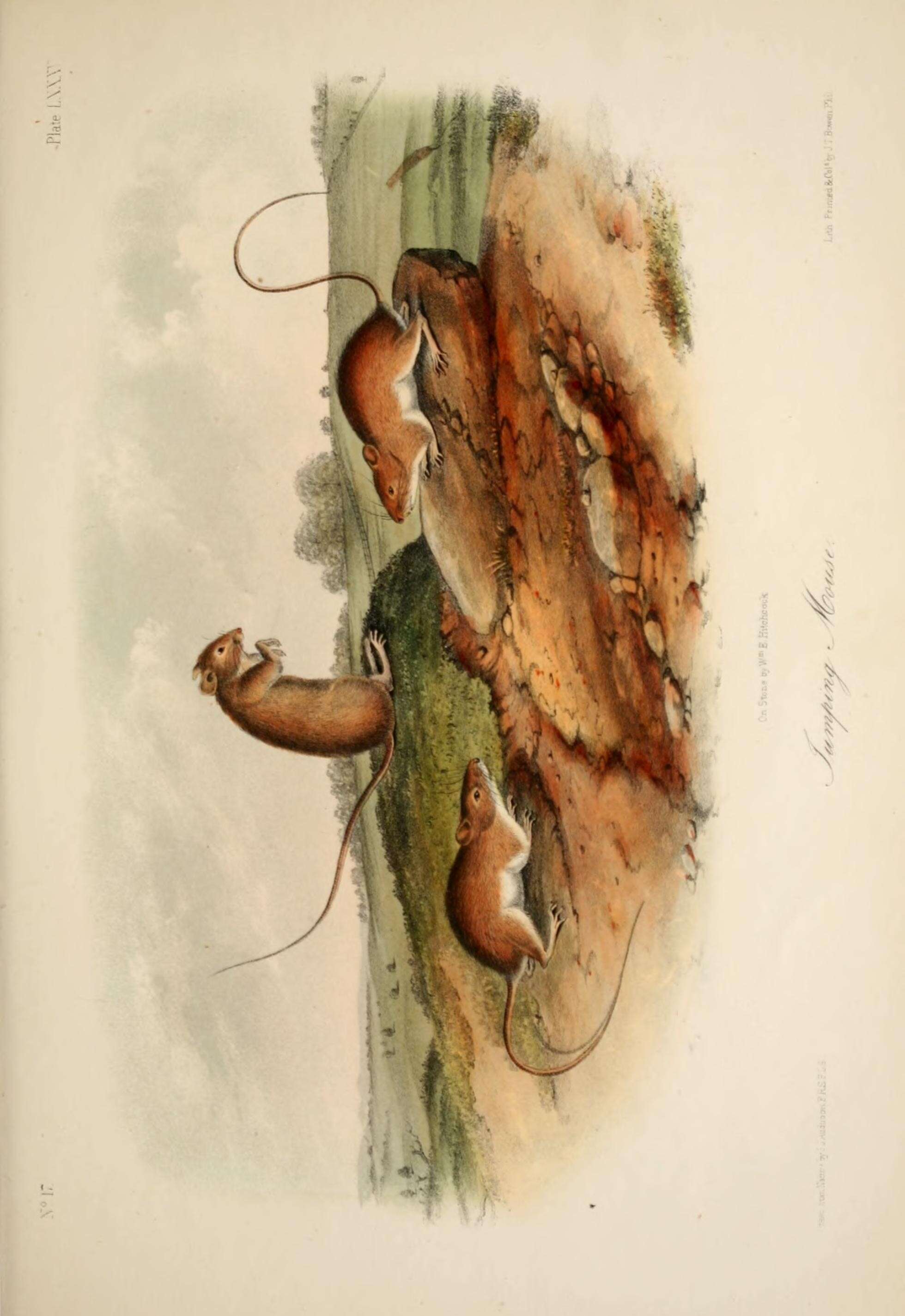 صورة Zapodinae Coues 1875